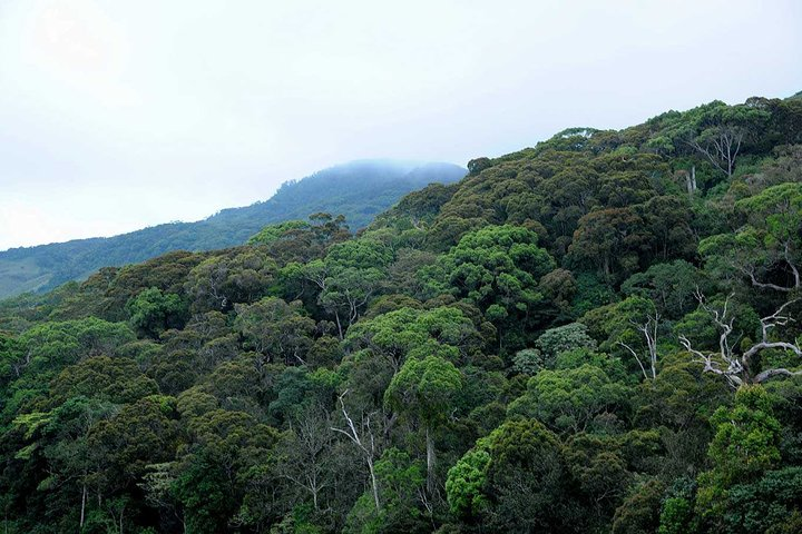 Sinharaja Rain Forest Reserve